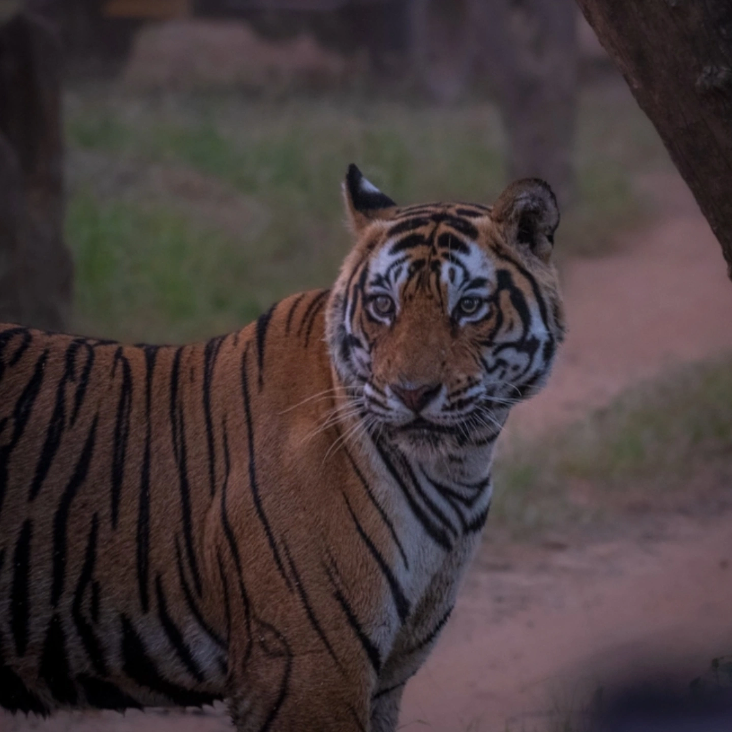 Three tigers