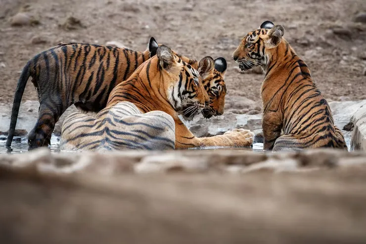 zone 1 ranthambore