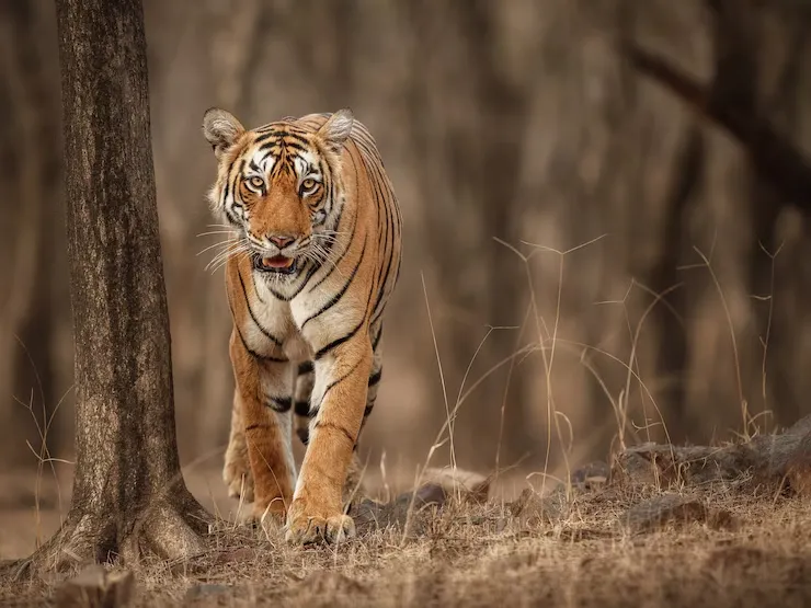 Ranthambore Safari Booking for Indians & Foreigners: Permits, ID Proof, Prices & Tips