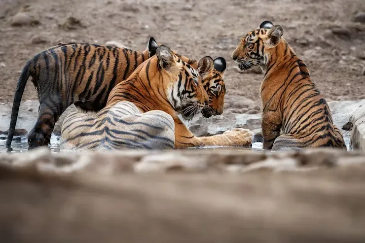 Ranthambore Zone 7 featuring Chidikho forest, Kundal Valley, rocky Aravalli hills, dense jungle and wildlife safari landscape.