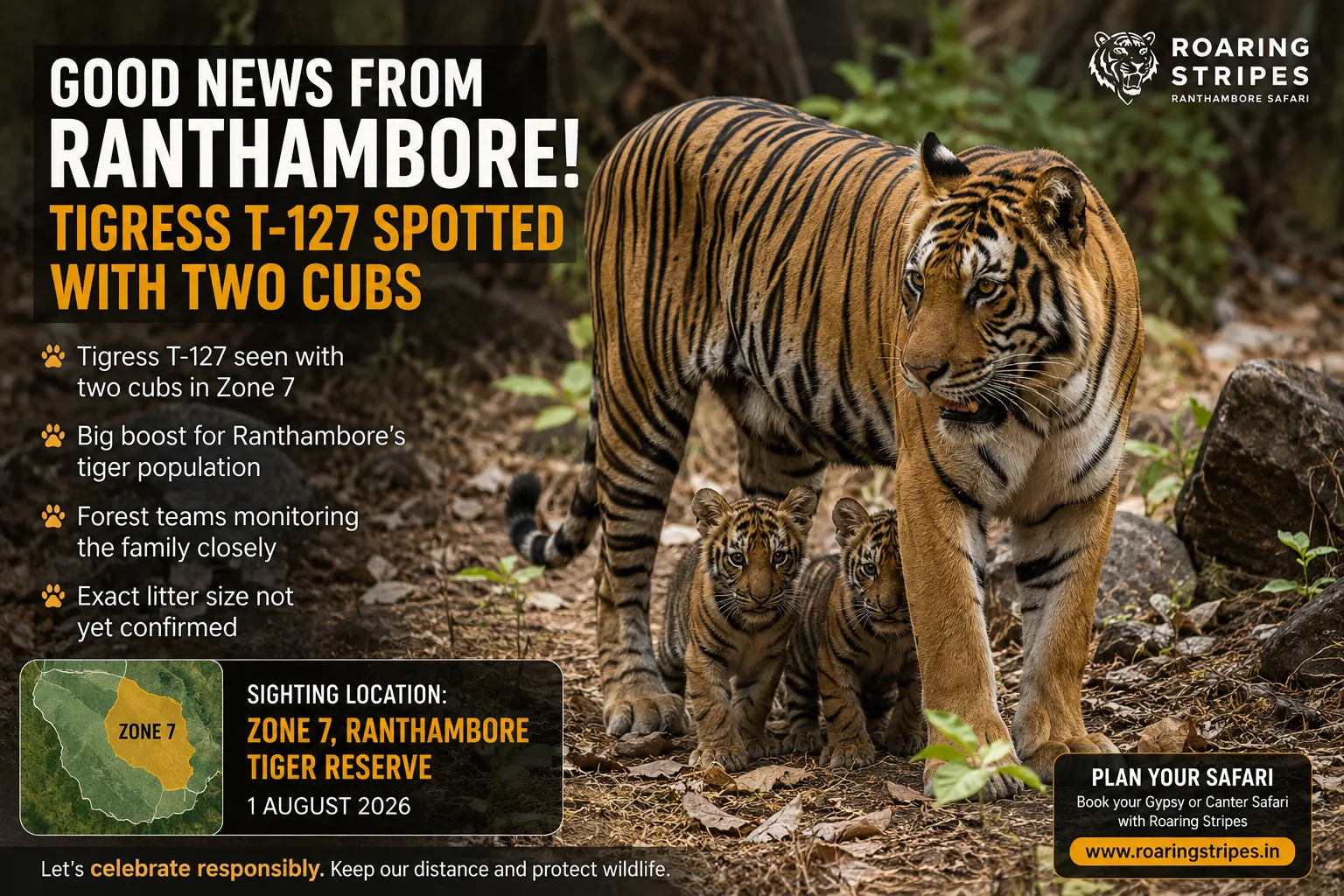 Tigress T-127 with two cubs in Ranthambore Tiger Reserve Zone 7